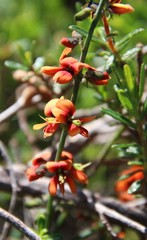 Sphaerolobium medium