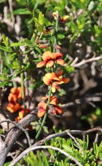 Sphaerolobium medium