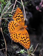 Speyeria coronis