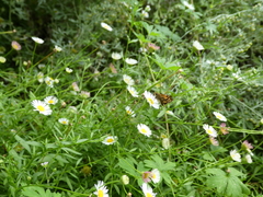 Ocybadistes knightorum