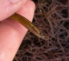 Nerophis lumbriciformis