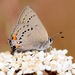 California Hairstreak - Photo (c) Leslie Flint, some rights reserved (CC BY-NC), uploaded by Leslie Flint