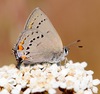 California Hairstreak - Photo (c) Leslie Flint, some rights reserved (CC BY-NC), uploaded by Leslie Flint