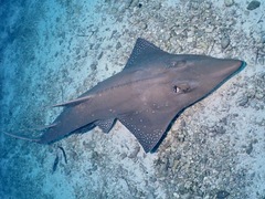 Rhynchobatus australiae