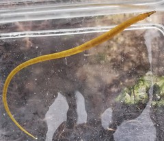 Nerophis lumbriciformis