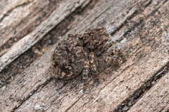Maratus vespertilio