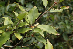 Elaeagnus thunbergii