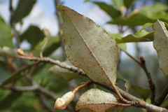 Elaeagnus thunbergii