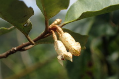 Elaeagnus thunbergii