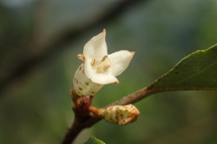 Elaeagnus thunbergii