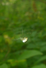 Mangora maculata