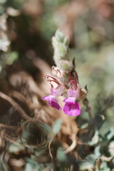 Teucrium marum