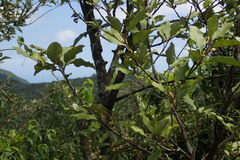 Elaeagnus thunbergii