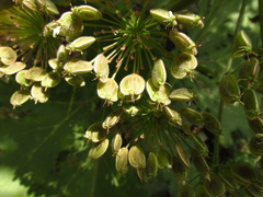 Heracleum stevenii