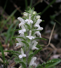 Pedicularis hirsuta