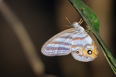 Chloreuptychia herseis