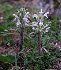 Pedicularis hirsuta