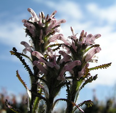 Pedicularis hirsuta