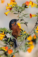 Diglossa brunneiventris