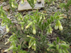 Onosma aucheriana