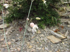 Silene crispata