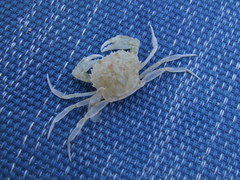 Liocarcinus depurator