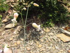 Silene crispata