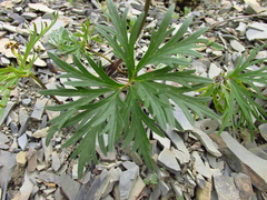 Delphinium schmalhausenii