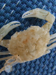 Liocarcinus depurator