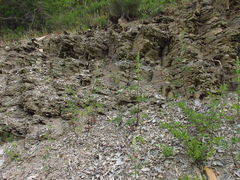 Delphinium schmalhausenii