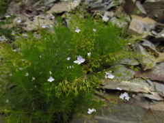 Veronica filifolia