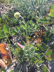 Phyllopodium capillare
