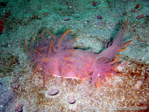 Giant Nudibranch