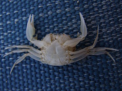 Liocarcinus depurator