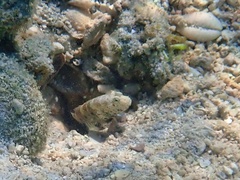 Cryptocentrus caeruleomaculatus