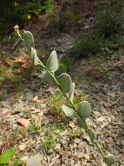 Fibigia eriocarpa