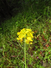 Erysimum aureum
