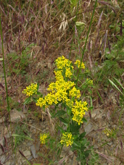 Odontarrhena muralis