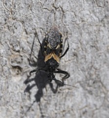 Catasphactes coprias