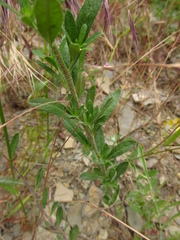 Odontarrhena muralis
