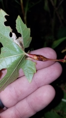 Neolasioptera vitinea