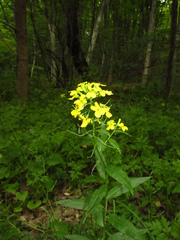 Erysimum aureum
