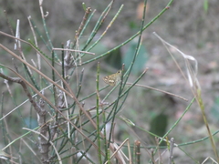 Ocybadistes knightorum