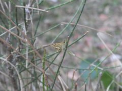 Ocybadistes knightorum