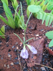 Clitoria guianensis