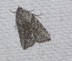 Calathusa basicunea