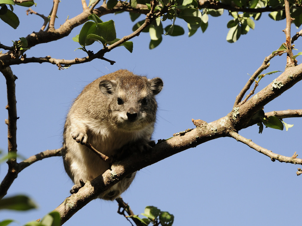 Bush Hyrax