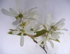 Amelanchier interior