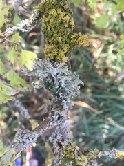 Ramalina fastigiata