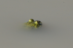 Euphlyctis hexadactyla